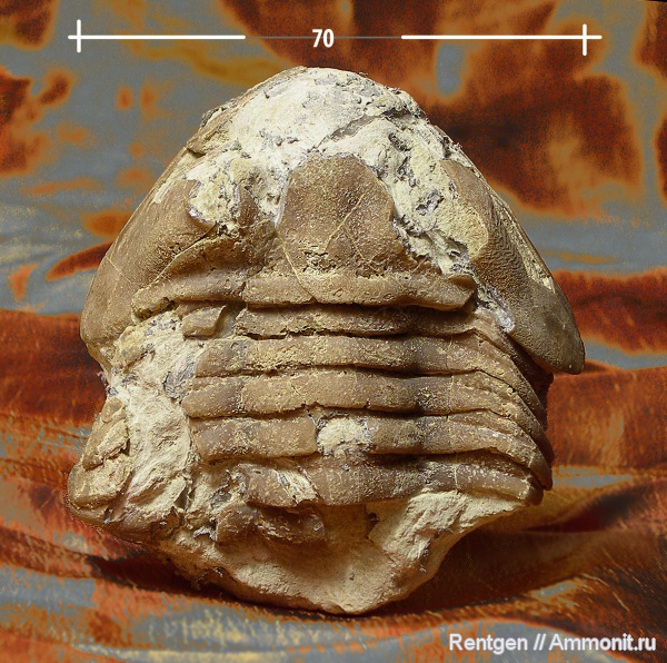 трилобиты, Asaphus