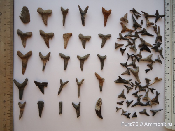 палеоген, зубы, эоцен, акулы, зубы акул, приабон, Западно-сибирское море, teeth, shark teeth, sharks