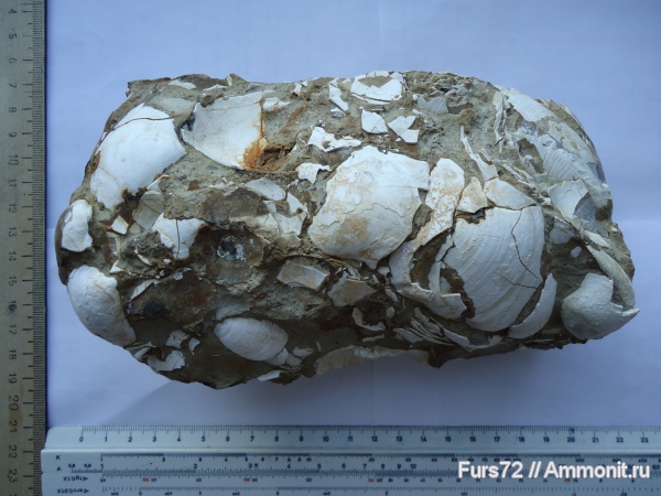 палеоген, эоцен, приабон, Западно-сибирское море, Западная Сибирь, Тюмень, Тюменская область