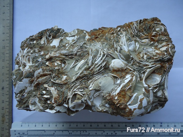 палеоген, эоцен, приабон, Западно-сибирское море, Западная Сибирь, Тюмень, Тюменская область