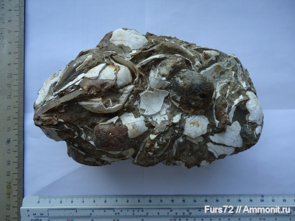 палеоген, эоцен, приабон, Западно-сибирское море, Западная Сибирь, Тюмень, Тюменская область