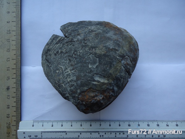 палеоген, эоцен, приабон, Западно-сибирское море, Западная Сибирь, Тюмень, Тюменская область