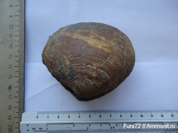 палеоген, эоцен, приабон, Западно-сибирское море, Западная Сибирь, Тюмень, Тюменская область