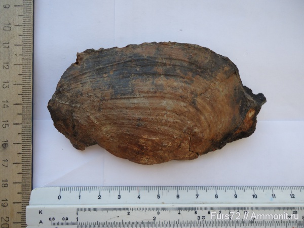 палеоген, эоцен, приабон, Западно-сибирское море, Западная Сибирь, Тюмень, Тюменская область