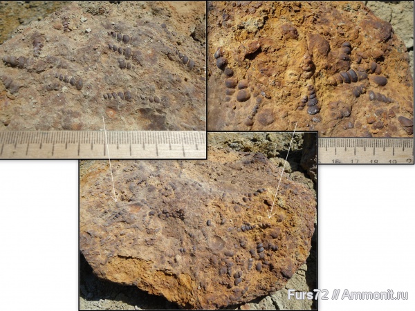 гастроподы, палеоген, эоцен, приабон, Западно-сибирское море, Западная Сибирь, Тюмень, Тюменская область