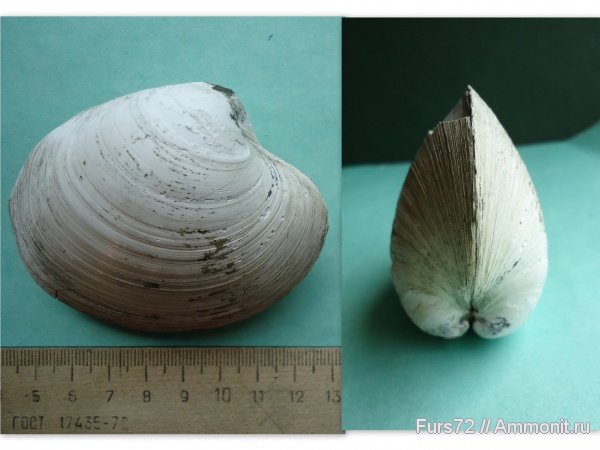 палеоген, двустворки, эоцен, двустворчатые моллюски, Cyprina, приабон, Западно-сибирское море, Западная Сибирь, Тюмень, Тюменская область