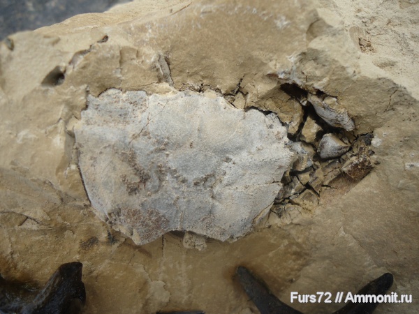 палеоген, эоцен, олигоцен, Coeloma, крабы, приабон, Западно-сибирское море, рюпель, Тюмень, Тюменская область