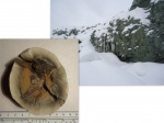 Зимняя вылазка сибирских палеонтологов. Позвонок в конкреции