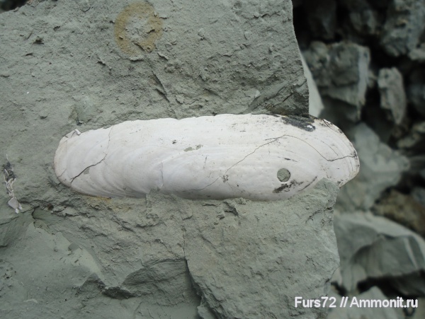 палеоген, двустворки, эоцен, двустворчатые моллюски, приабон, Западно-сибирское море, Западная Сибирь, Тюмень, Тюменская область, Cultellus