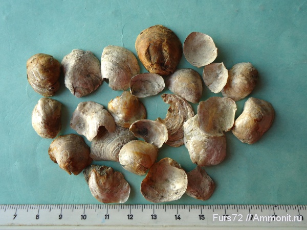 палеоген, эоцен, Ostrea, приабон, Западно-сибирское море, Западная Сибирь, Тюмень, Тюменская область