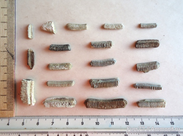 палеоген, эоцен, скаты, Myliobatis, приабон, Западно-сибирское море, Западная Сибирь, Тюмень, Тюменская область