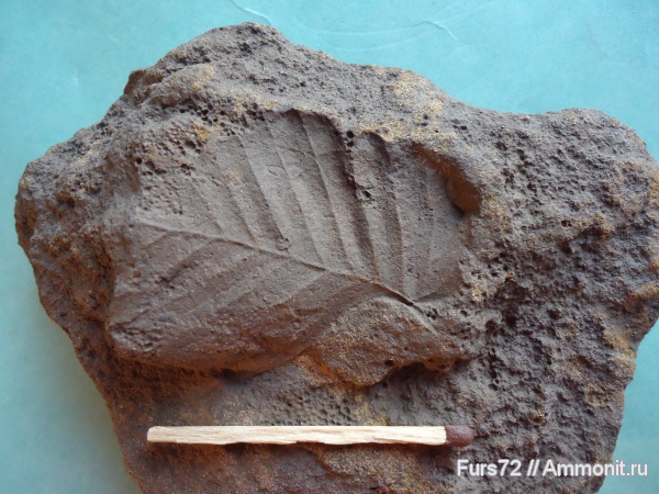 Неоген Западной Сибири