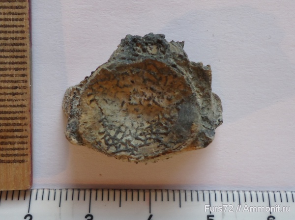 палеоген, мшанки, эоцен, позвонки, позвонки рыб, приабон, Западно-сибирское море, Западная Сибирь, Тюмень, Тюменская область