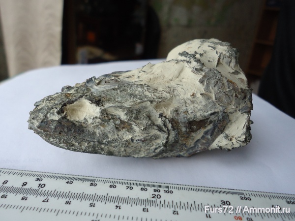 палеоген, рыбы, эоцен, приабон, Западно-сибирское море, костистые рыбы, Западная Сибирь, Тюмень, Тюменская область, fish