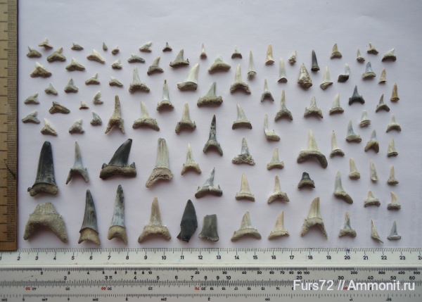 палеоген, эоцен, акулы, приабон, Западно-сибирское море, Западная Сибирь, Тюмень, Тюменская область, sharks