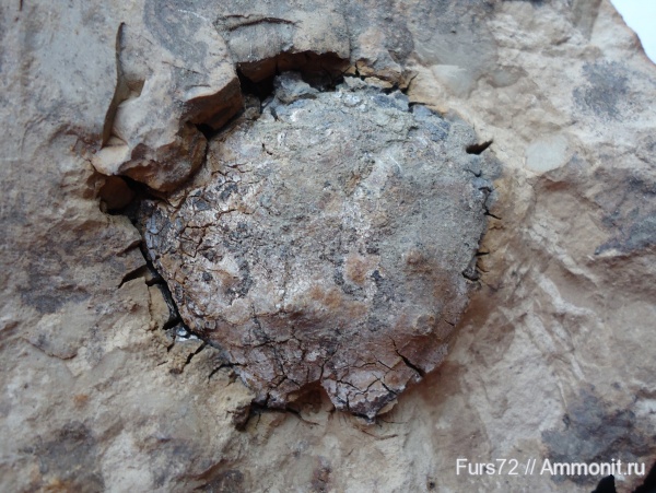 палеоген, эоцен, олигоцен, крабы, приабон, Западно-сибирское море, рюпель, Zanthopsis, Тюмень, Тюменская область