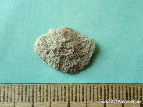 брахиоподы, ордовик, Вильповицы, палеозой, Ленинградская область, Clitambonites, Clitambonites adscedens, Ordovician