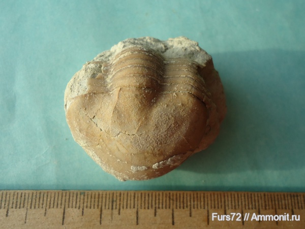 трилобиты, ордовик, Вильповицы, Illaenus, палеозой, Ленинградская область, Ordovician