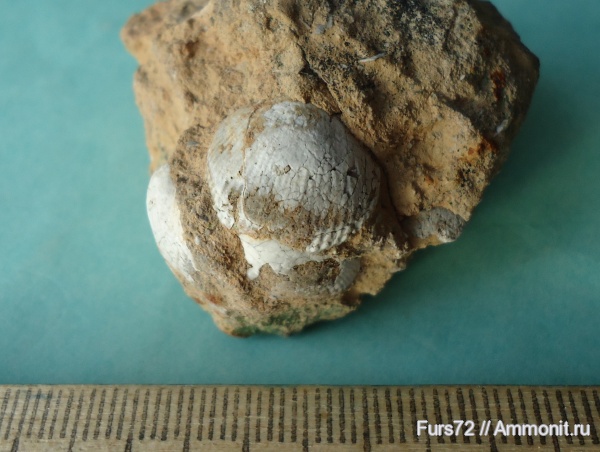 брахиоподы, ордовик, Вильповицы, палеозой, Ленинградская область, Ordovician