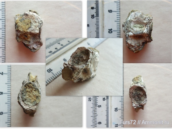 палеоген, рыбы, эоцен, позвонки, позвонки рыб, приабон, Западно-сибирское море, костистые рыбы, Западная Сибирь, Тюмень, Тюменская область, fish