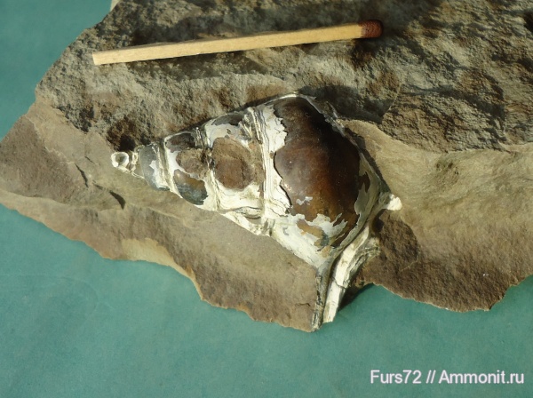 гастроподы, моллюски, палеоген, эоцен, Aporrhais, приабон, Западно-сибирское море, Западная Сибирь, Тюмень, Тюменская область