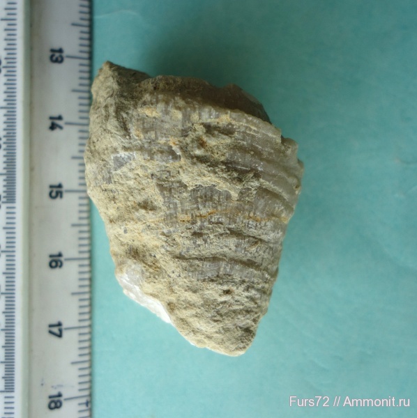 ордовик, мшанки, Вильповицы, палеозой, Ленинградская область, Ordovician