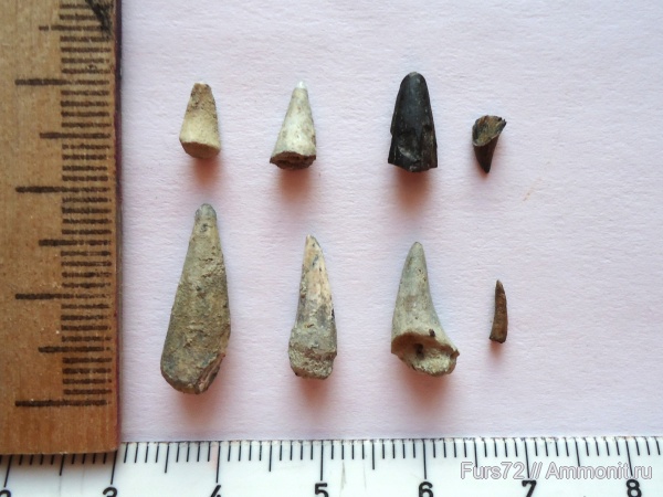 палеоген, рыбы, зубы, эоцен, зубы рыб, приабон, Западно-сибирское море, костистые рыбы, Западная Сибирь, Тюмень, Тюменская область, fish, teeth, fish teeth