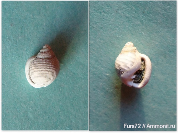 гастроподы, моллюски, палеоген, эоцен, приабон, Западно-сибирское море, Ringicula, Западная Сибирь, Тюмень, Тюменская область