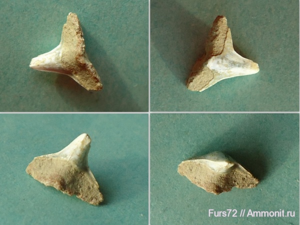 палеоген, зубы, эоцен, акулы, зубы акул, Squatina, приабон, Западно-сибирское море, Западная Сибирь, Тюмень, Тюменская область, teeth, shark teeth, sharks