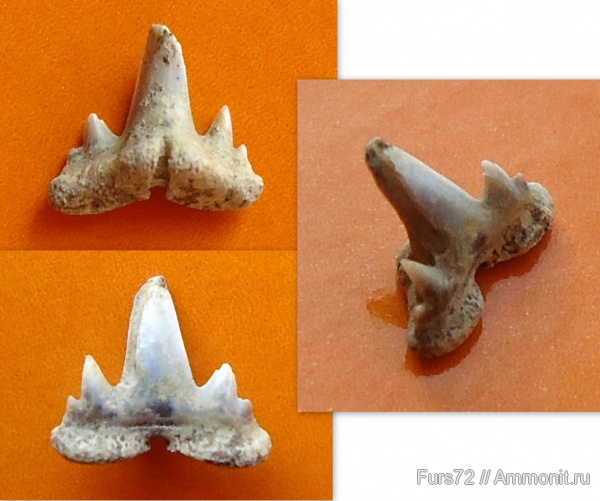 палеоген, зубы, эоцен, акулы, зубы акул, Abdounia, приабон, Западно-сибирское море, Западная Сибирь, Тюмень, Тюменская область, teeth, shark teeth, sharks