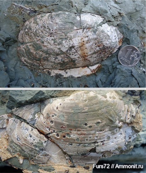 моллюски, палеоген, двустворки, эоцен, бартон, Западно-сибирское море, Западная Сибирь, Тюмень, Тюменская область