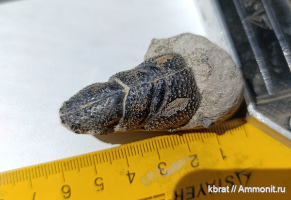 ракообразные, Eryma mosquensis, Eryma, юрский