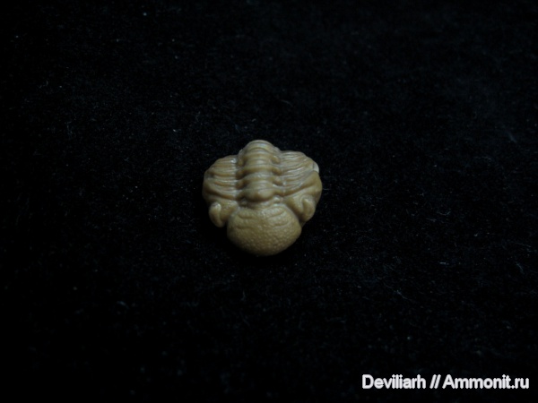 трилобиты, членистоногие, Phacops, Phacops rana