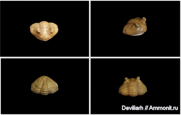 трилобиты, ордовик, Asaphus, членистоногие, Asaphus cornutus, Ordovician