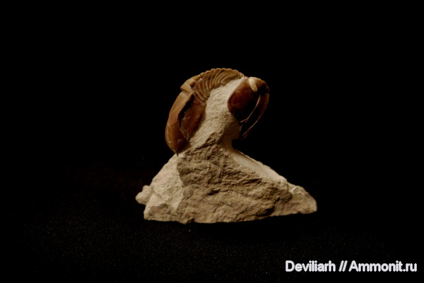 трилобиты, Illaenus, членистоногие