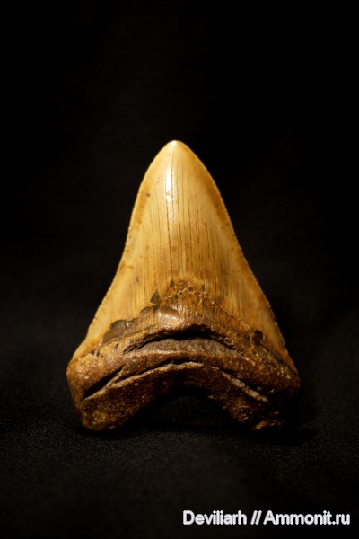 рыбы, зубы акул, Megalodon, Carcharodon, fish, shark teeth