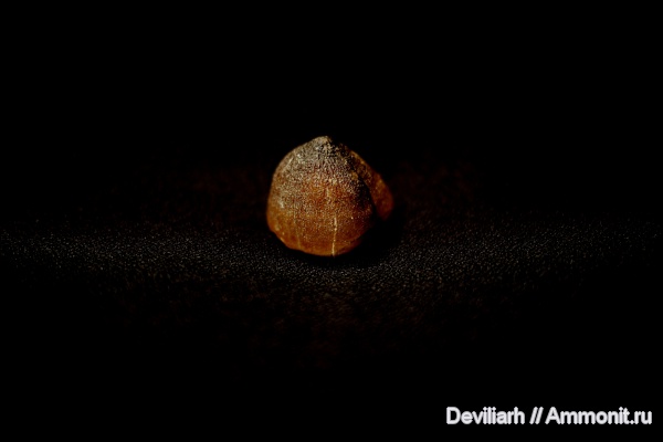 рептилии, водные рептилии