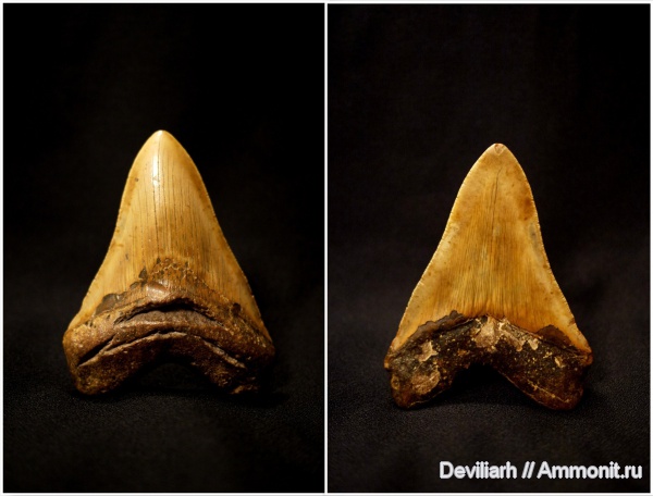 рыбы, зубы акул, Megalodon, Carcharodon, Carcharocles, Otodus (Megaselachus) megalodon, fish, shark teeth