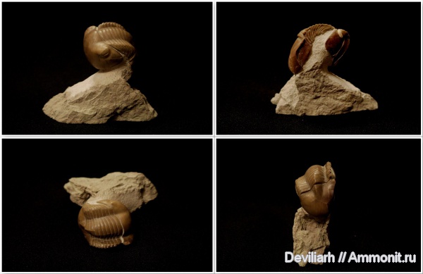 трилобиты, ордовик, Illaenus, членистоногие, Illaenus dalmani, Ordovician