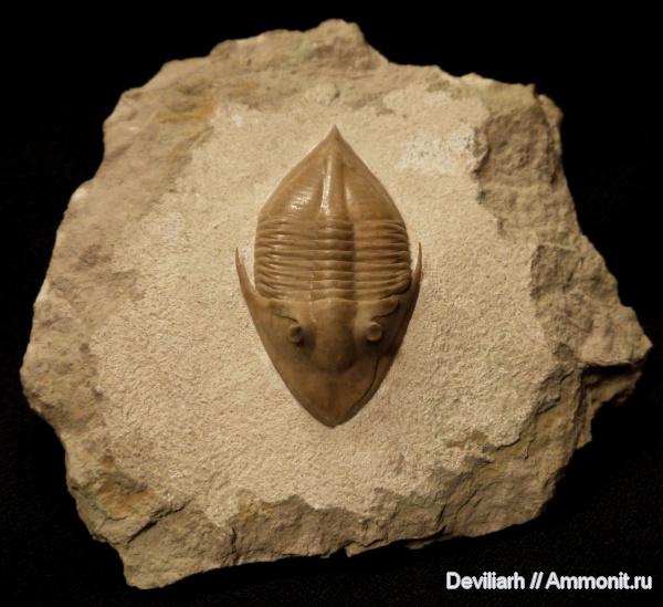 трилобиты, ордовик, членистоногие, Megistaspidella, Megistaspidella triangularis, Megistaspidae, Ordovician