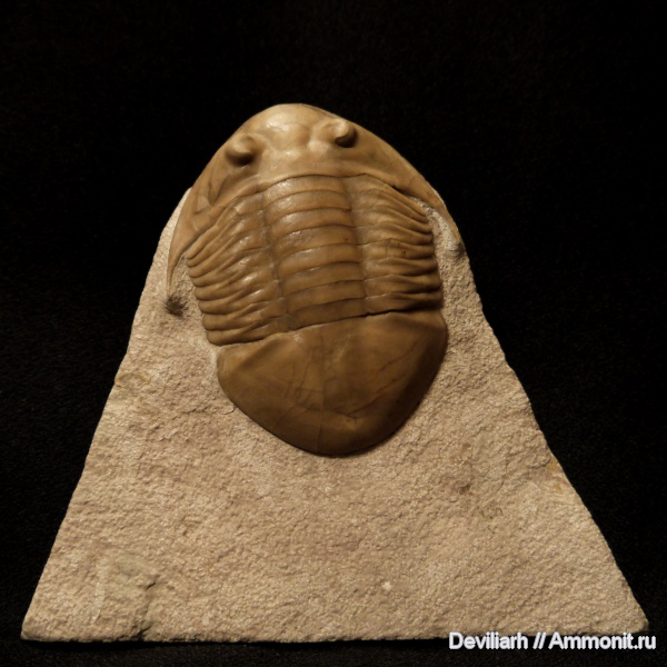 трилобиты, ордовик, членистоногие, Subasaphus, Subasaphus platyurus, Ordovician