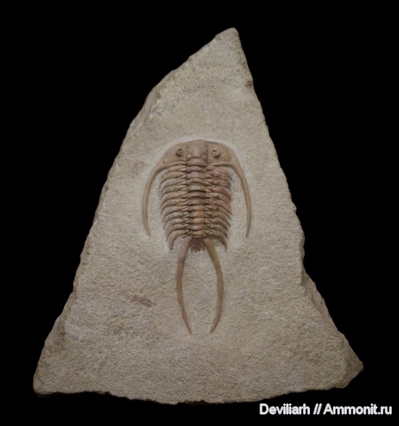 трилобиты, ордовик, членистоногие, Paraceraurus, Paraceraurus exsul, Cheiruridae, Ordovician