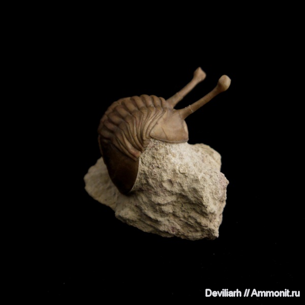 трилобиты, Asaphus, членистоногие, Asaphus kowalewskii