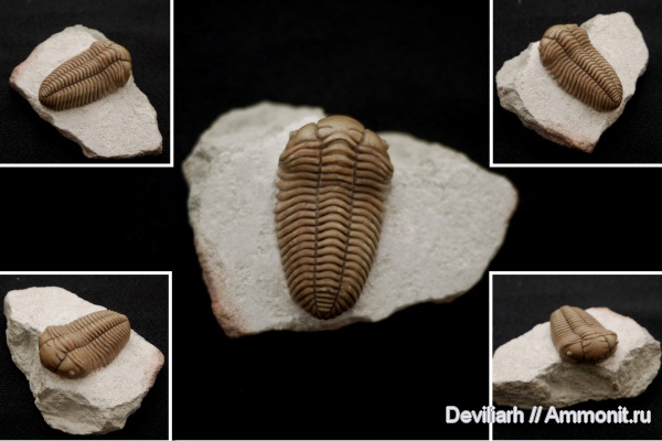 трилобиты, членистоногие, Pliomera, Pliomera fischeri, Cheiruroidea, Pliomeridae