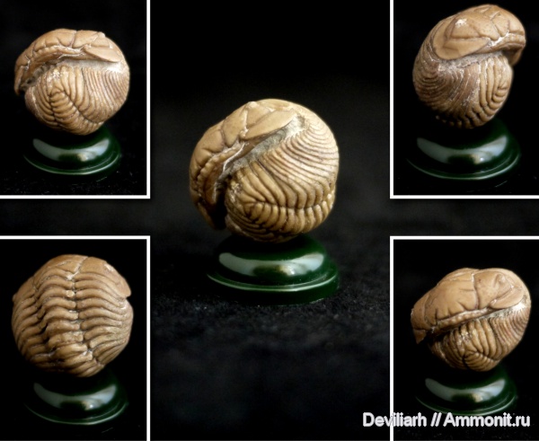 трилобиты, членистоногие, Pliomera, Pliomera fischeri, Cheiruroidea, Pliomeridae