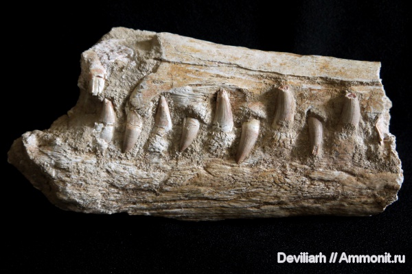 рептилии, крокодилы, Dyrosaurus phosphaticus, Dyrosaurus