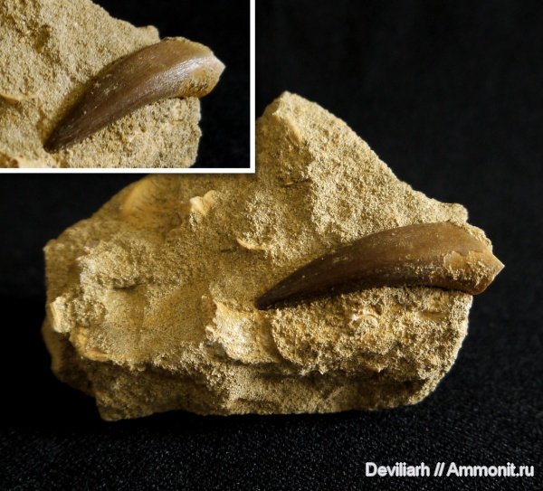 рептилии, водные рептилии, плезиозавры, Plesiosaurus, Plesiosaurus mauritanicus