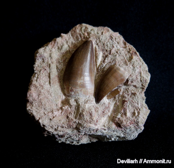 рептилии, водные рептилии, мозазавры, Mosasaurus