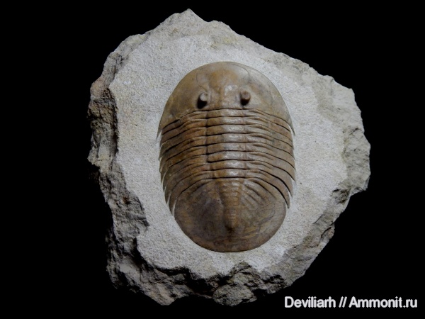 трилобиты, Pseudobasilicus, Pseudobasilicus planus