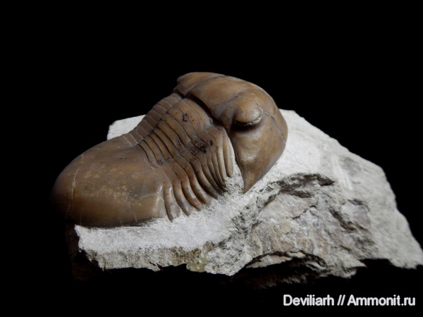 трилобиты, ордовик, Illaenus, Illaenus schmidti, Ordovician